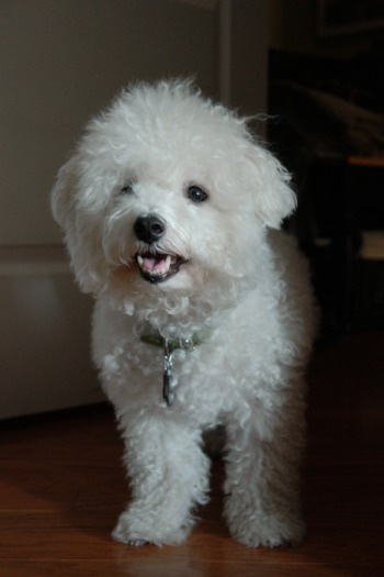 bichon frise dog adult bichon frise dog